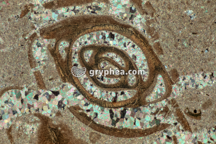 Miliole LPA x15 - gryphea.org